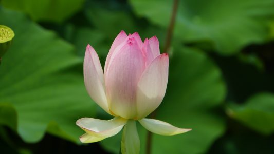 I feel refreshed after visiting the national aquatic garden and seeing many kinds of lotus flowers